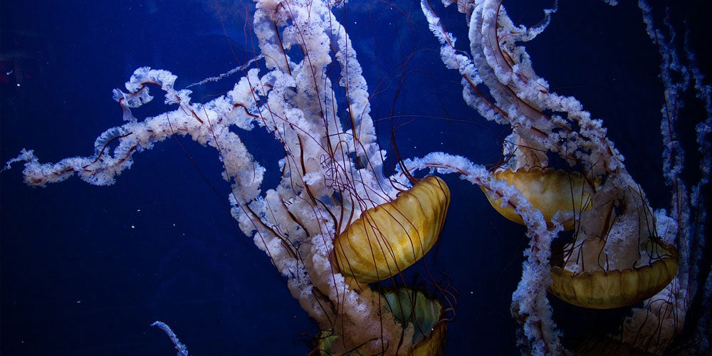 What causes ocean currents?
