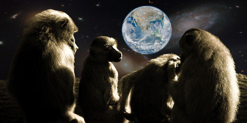 Animals in space
