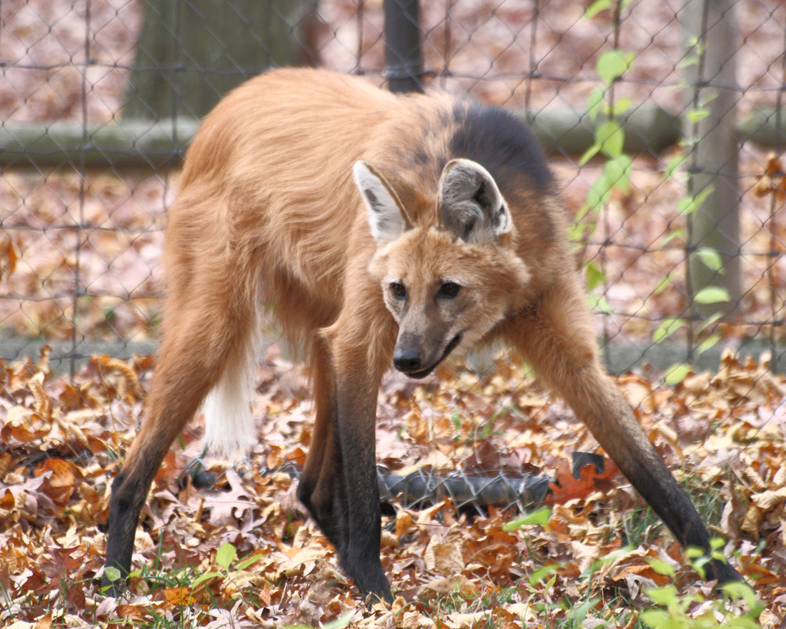 The Maned Wolf
