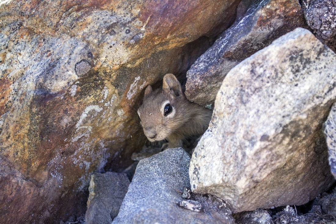 Animals that hibernate