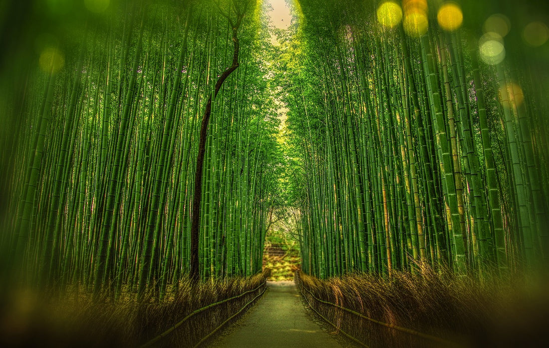 Benefits of Bamboo