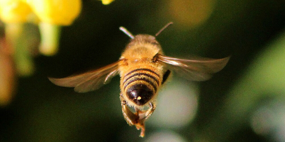 The Honey Bee