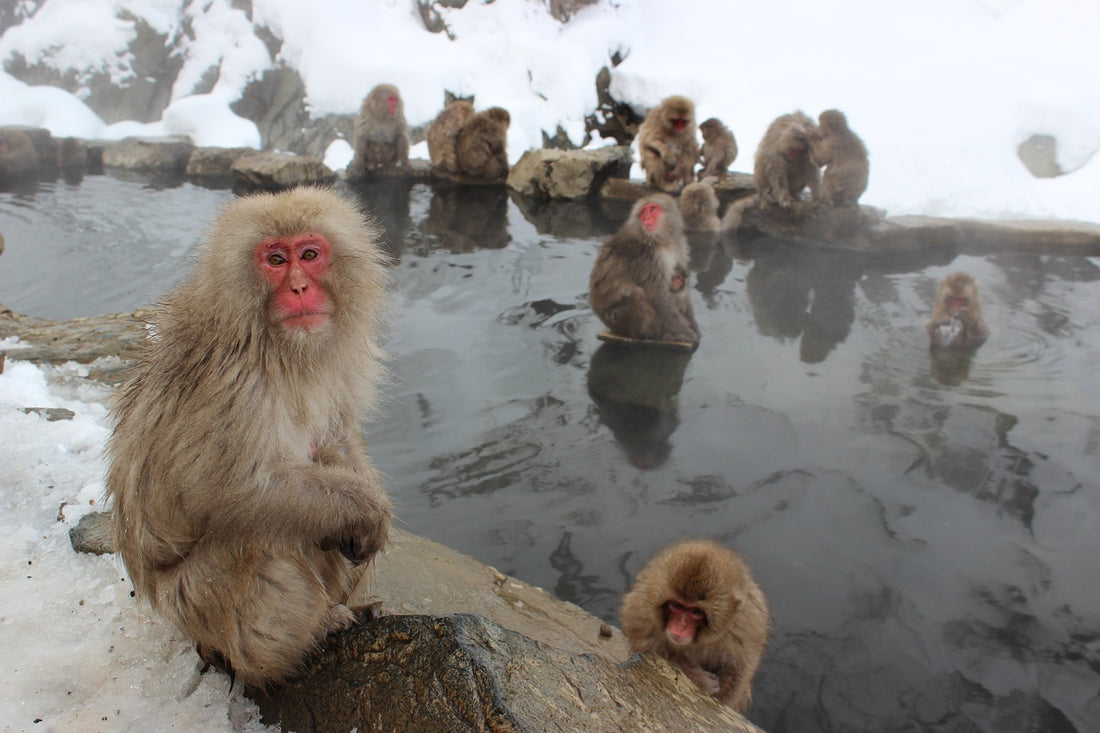 Top 10 list of Japanese animals