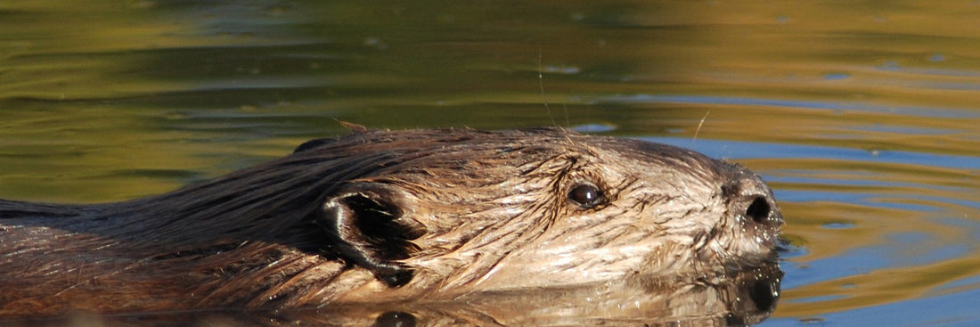 Why do beavers build dams?