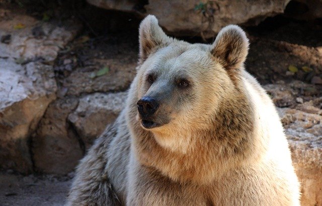 Why do animals hibernate?