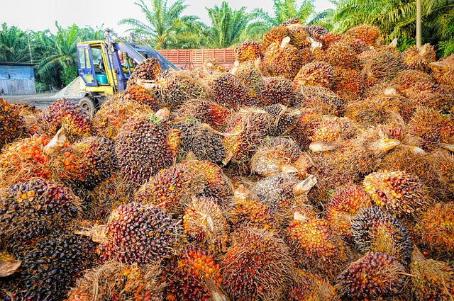 The Truth About Palm Oil