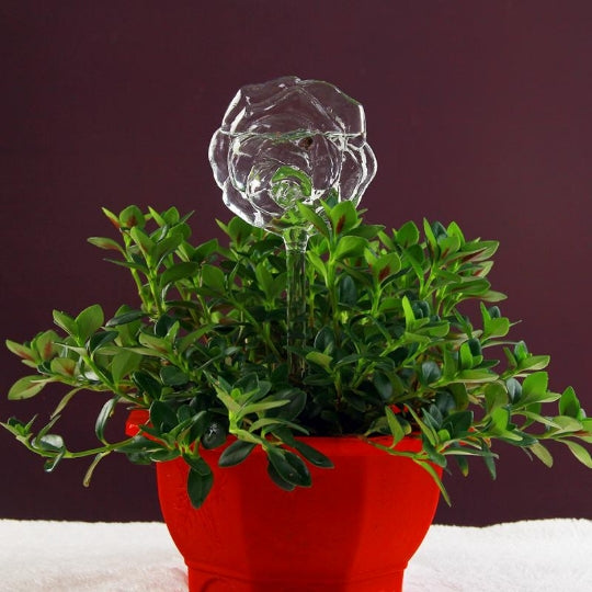 6 Types Borosilicate Glass Automatic Self Watering Devices