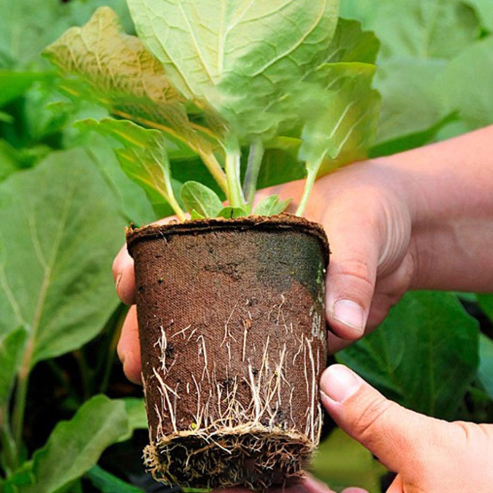 100pcs Organic Round Paper Peat Plant Seedling Starter Cups | Nursery Seed Planting Cups
