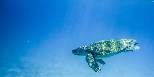 Sea turtles - information, life cycle, and habitat