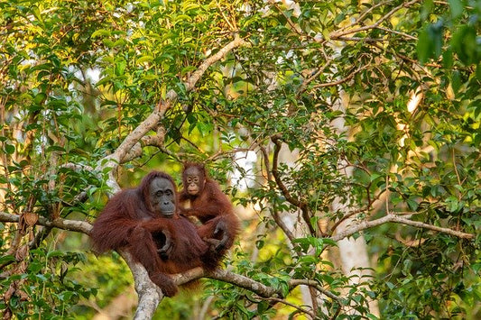 Animals Most Endangered From The Production Of Palm Oil