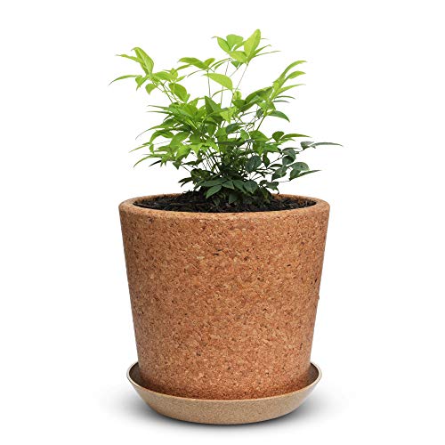 Wild Pact 7.5” Cork Flower Pot with Drainage (Coarse Grain): Eco-Friendly Natural Pot for Plants - 1x Cork Pot + Rice Hull Saucer Set – Succulents, Herbs - Multi Use Indoor Planter - Gardening Gift